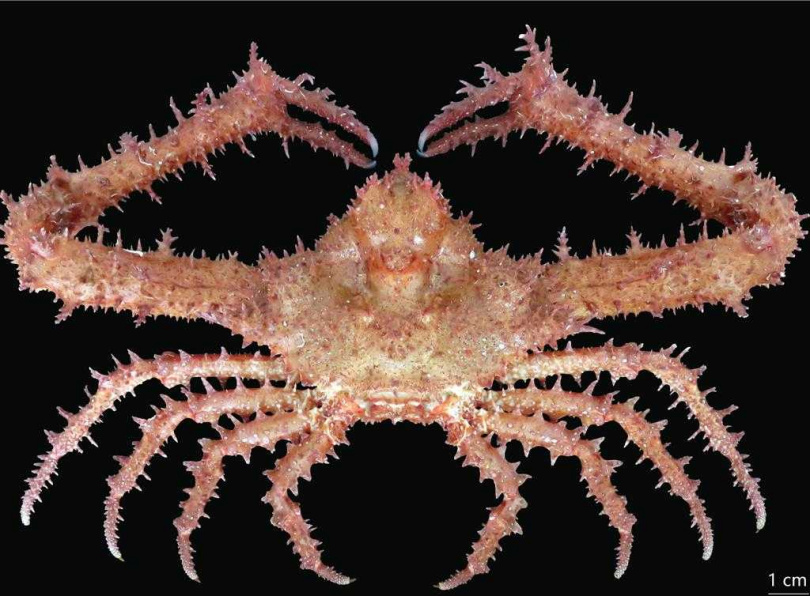 台灣新紀錄種－三角蝕菱蟹，原本被判斷為粗糙蝕菱蟹，經鑑定後才確認。（圖／水試所澎湖中心提供）