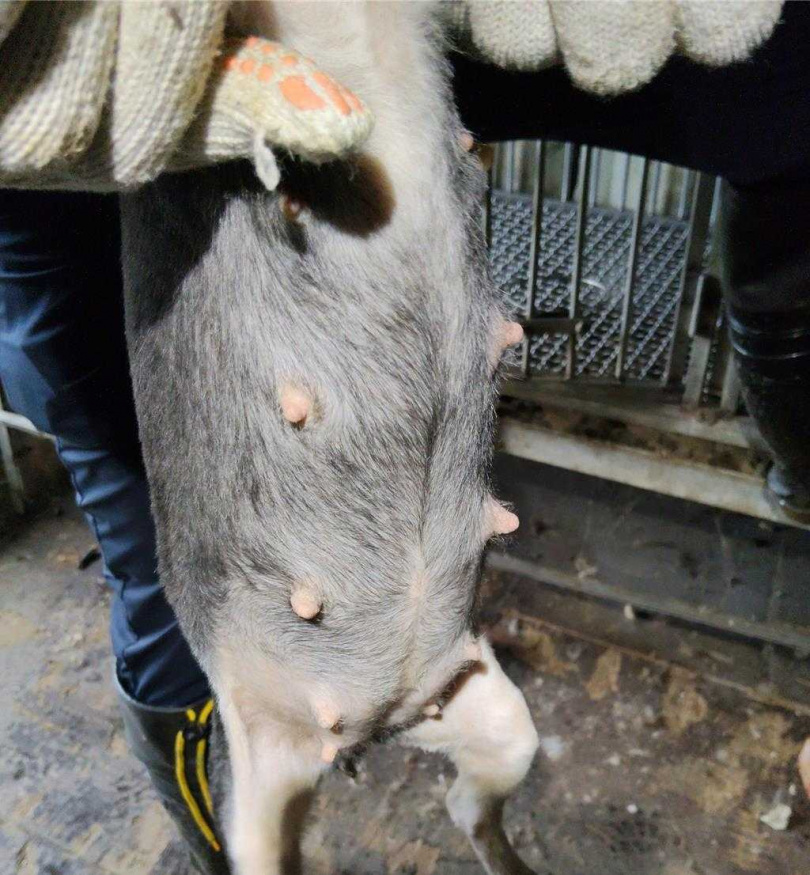 桃園市政府動物保護處於28日查獲大溪區康莊路上1處非法繁殖犬場。(圖／翻攝畫面)