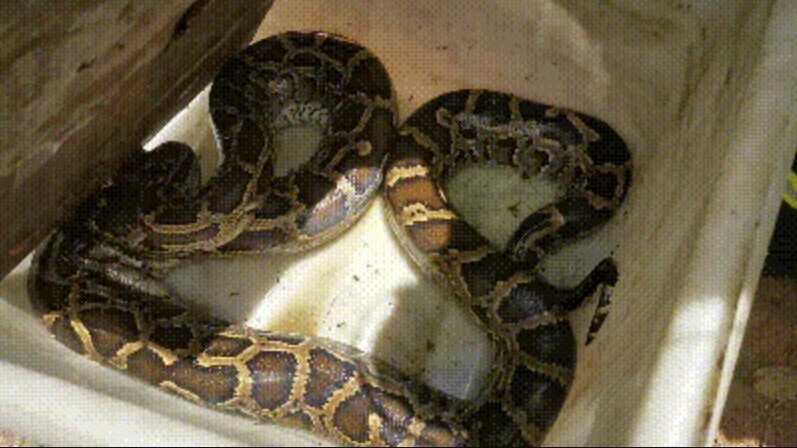 當地消防員成功捕蛇帶回。（圖／翻攝自微博）