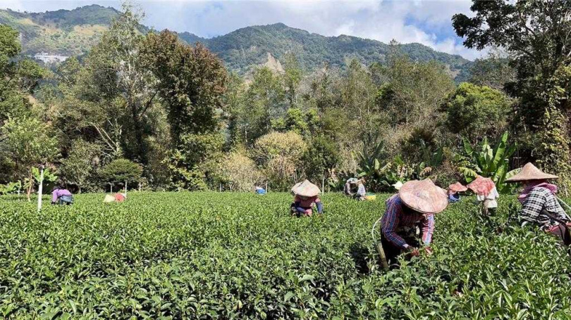 遊客可體驗嘉義縣阿里山鬥茶冠軍製茶廠的茶香森林文化。（圖／阿里山賓館提供）