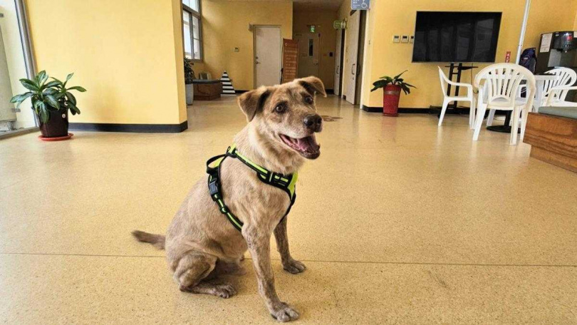 前新竹市犬棕棕有熱心民眾認養,今(26)日順利找到新家了。(圖/翻攝畫面)