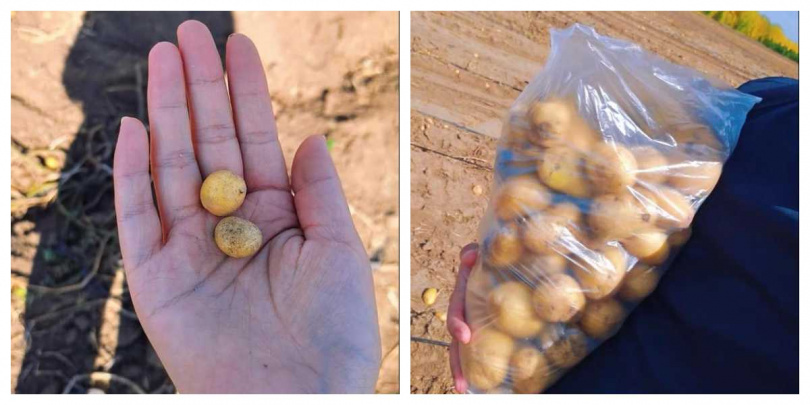 不少外地遊客下車撿拾農民秋收後遺留的馬鈴薯，民眾直呼像在挖寶。（圖／翻攝自極目新聞）