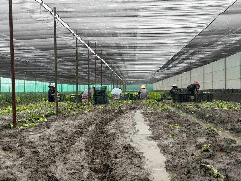 雲林縣長張麗善前往西螺鎮、二崙鄉等主要蔬菜產區勘查災情。（圖／翻攝自臉書，張麗善）