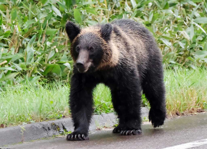 在處理野熊問題的同時,也有地方餐廳尋求轉型契機。北海道札幌一家法式餐廳便推出以熊肉製作的「熊排料理」。