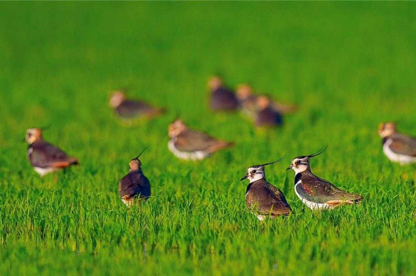 小辮鴴全國普查活動19日在雲林縣水林鄉黃金蝙生態館開跑,普查結果全台共1萬6029隻,其中雲林占1萬3829隻,雙雙刷新紀錄。(圖/吳崇漢提供)
