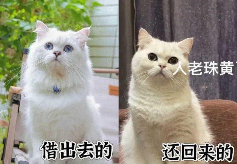 Grace朋友的合夥人還給她一隻毛色黯淡、叫名字也不回應的貓。（圖／翻攝自小紅書／Grace）