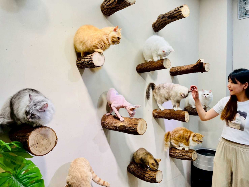 「財閥家的公子貓」寵物咖啡廳的貓咪都十分親人。（圖／捷絲旅台南虎山館提供）