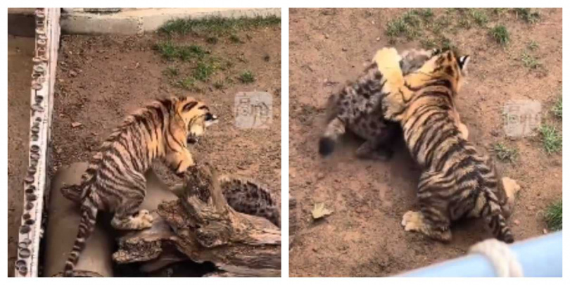 鬣狗與幼虎短兵相接，其實只是幼崽間的嬉戲。