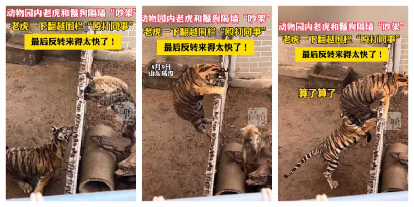 同伴伸爪阻止，小虎仍直奔鬣狗欄舍。