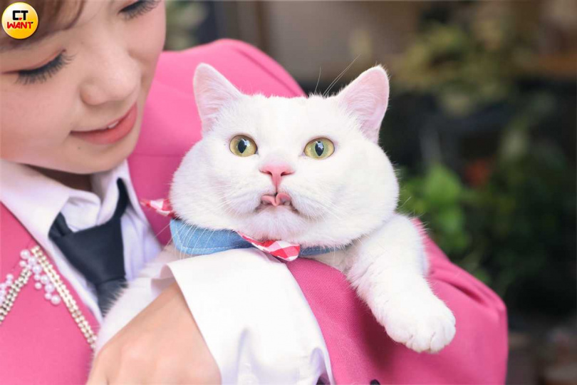 Hoki像個叛逆的小男孩，喜歡唱反調。（圖／楊澍攝）