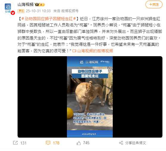 徐州九頂山動物園的獅子「柯基」因腿短外型似柯基犬而走紅網路。（圖／翻攝自微博，山海視頻）
