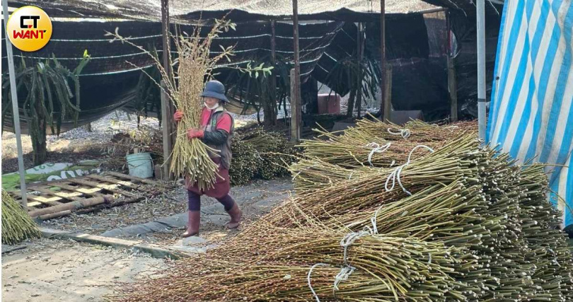 產製銀柳需要大量人工,一甲地農忙時就要約20人投入,宜蘭三星在地的婆婆媽媽成為最有力的助手。(圖/CTWANT攝影組)