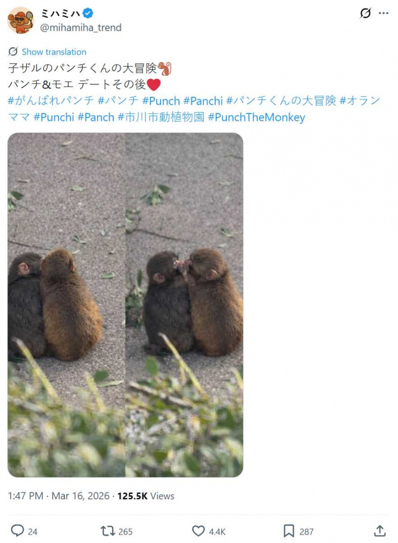 Punch與同伴依偎玩耍，畫面曝光掀起討論。（圖／翻攝自X，@mihamiha_trend）