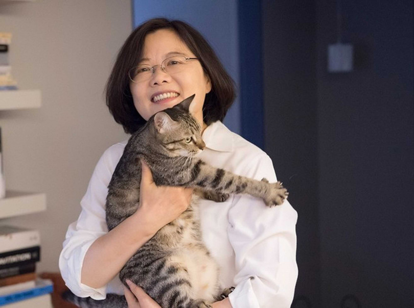 蔡英文前總統所領養的蔡想想從浪貓躍升成第一寵物。（圖／翻攝自蔡英文臉書）