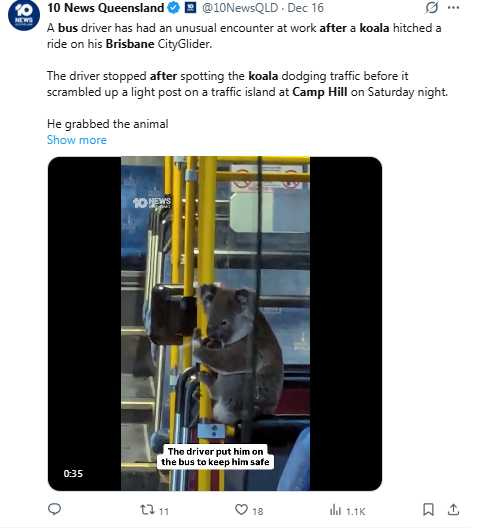 無尾熊佩瑞（Peri）在布里斯本市區公車內緊抓扶手，等待野生動物救援人員到場。（圖／翻攝自X，@10NewsQLD）
