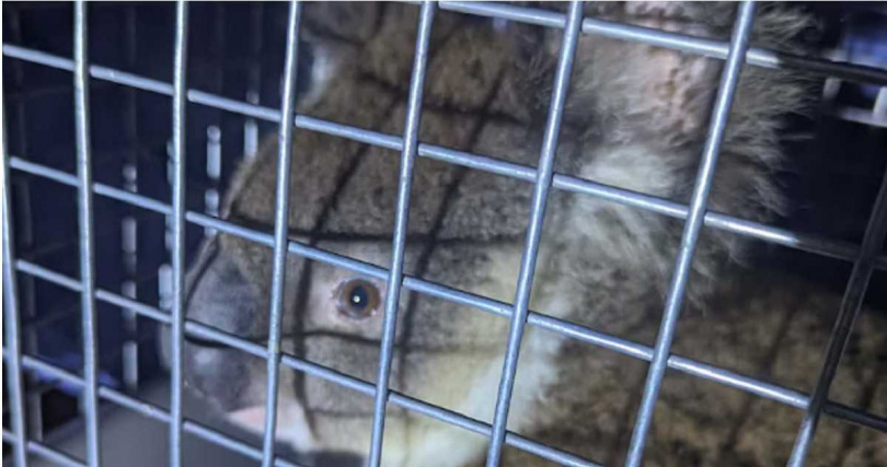 獲救後的無尾熊佩瑞被送往RSPCA野生動物醫院檢查，確認健康狀況良好。