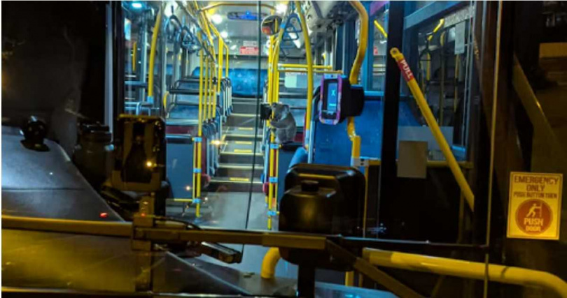 無尾熊佩瑞（Peri）在布里斯本市區公車內緊抓扶手，等待野生動物救援人員到場。