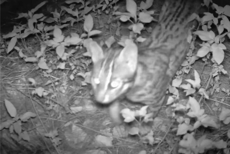 石虎在台灣不少淺山丘陵地穿梭，據傳名間鄉也有不少石虎蹤跡。圖為雲林縣攝得之石虎監視畫面，僅示意。（示意圖／讀者提供）