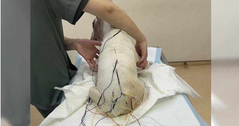 嘉大團隊為小美針灸治療。（圖／嘉縣府提供）