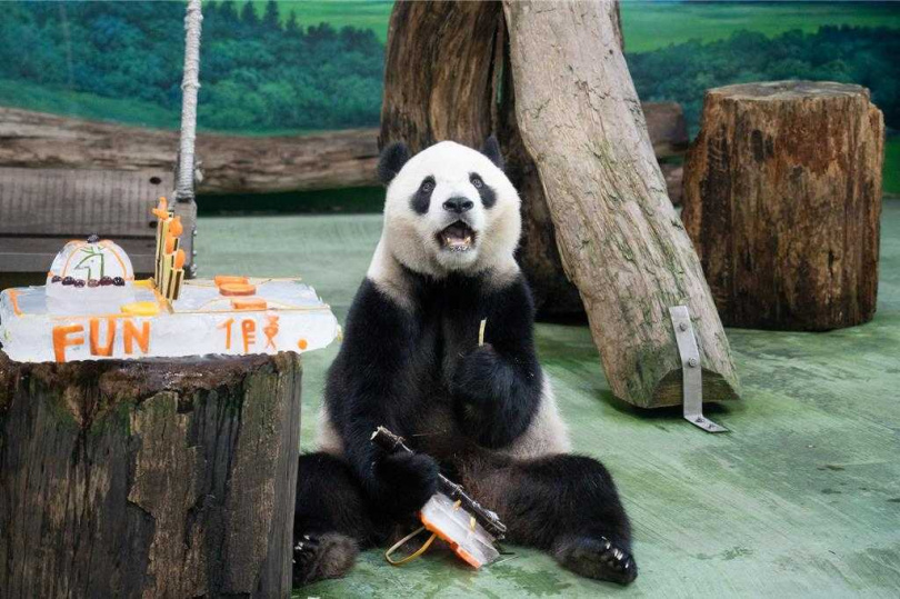 台北市立動物園歲修10天後，28日重新開放園區，也適逢大貓熊圓寶5歲的生日，動物園舉辦圓寶慶生會，打造特製蛋糕。（圖／台北市立動物園提供）