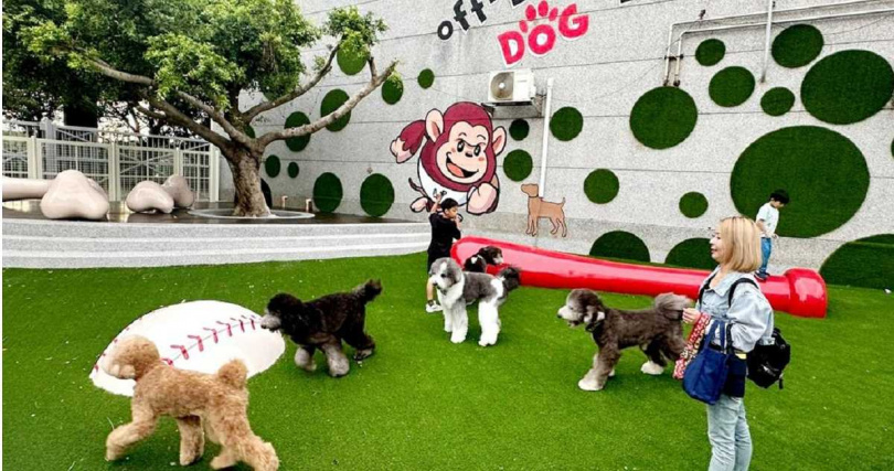 桃園市政府與中華職棒樂天桃猿攜手合作,打造全台第一座國際棒球場寵物友善專區,8月底正式啟用,賽季期間專區票房秒殺,獲得好評迴響;為了擴大市民服務及毛孩福利,即日起推出期間限定Happy Hour,「戶外毛孩跑跳區」限時免費開放,飼主及毛孩經現場工作人員安排即可入場體驗。(圖/桃園市農業局提供)