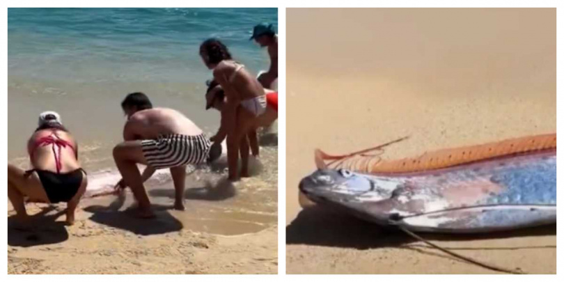 墨西哥卡波聖盧卡斯海灘出現兩條皇帶魚擱淺，引起現場遊客圍觀。（圖／翻攝IG，monicaandco_）