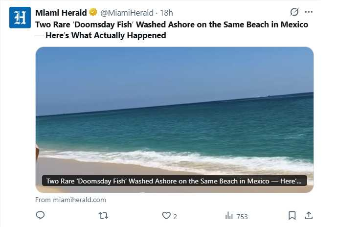 墨西哥卡波聖盧卡斯海灘出現兩條皇帶魚擱淺，引起現場遊客圍觀。（圖／翻攝自X，@MiamiHerald）