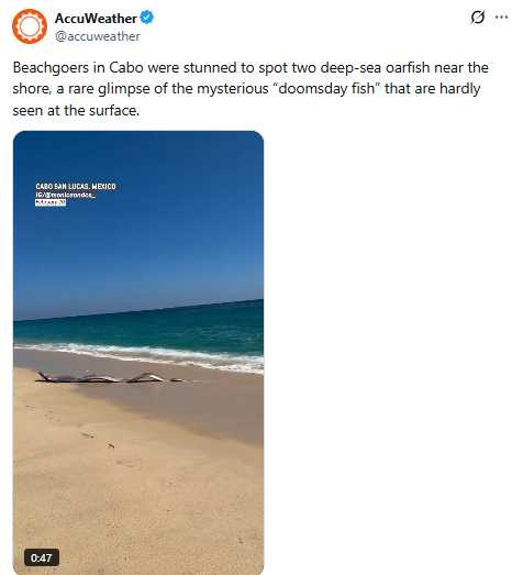 墨西哥卡波聖盧卡斯海灘出現兩條皇帶魚擱淺，引起現場遊客圍觀。（圖／翻攝自X，@accuweather）