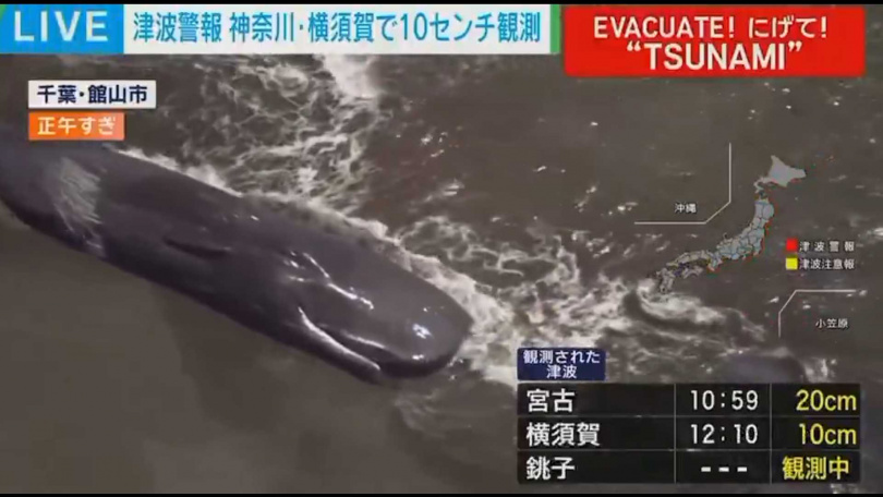 日本千葉市立山町出現鯨魚群擱淺的現象。(圖/翻攝自X平台/なーなな)