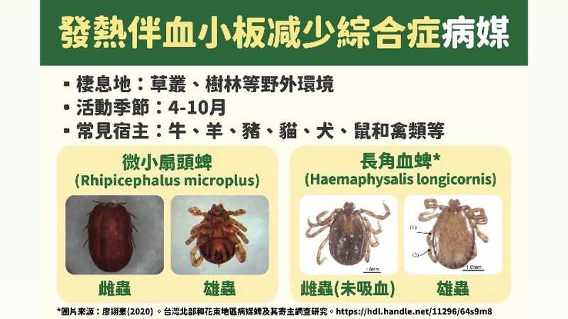 發熱伴血小板減少綜合症病媒。（圖／疾管署提供）