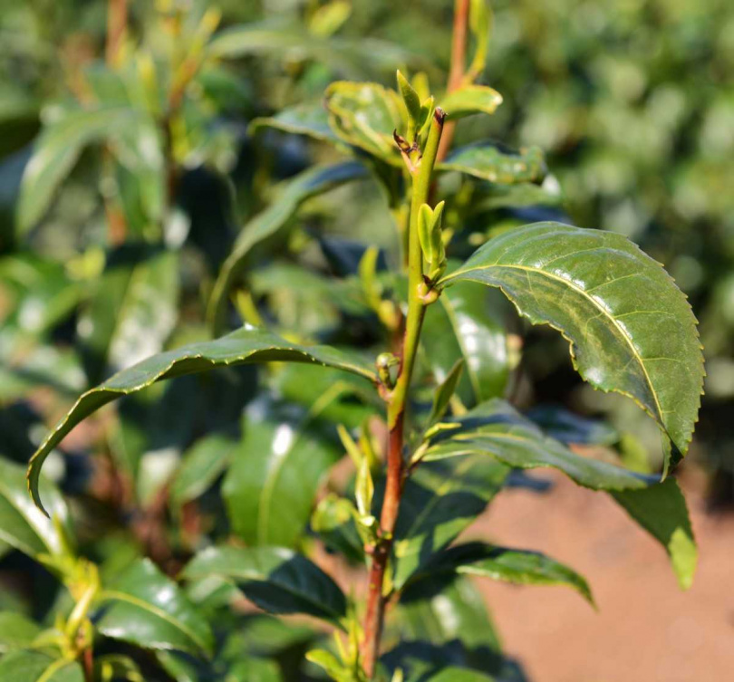 日本三大名茶之一的狹山茶以滋味最濃郁聞名。（圖／吳德亮攝）