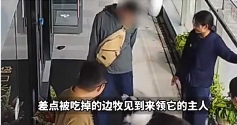 邊牧狗狗見到原主人後又蹦又跳,開心撒嬌重返熟悉懷抱。(圖/翻攝自縱覽新聞)