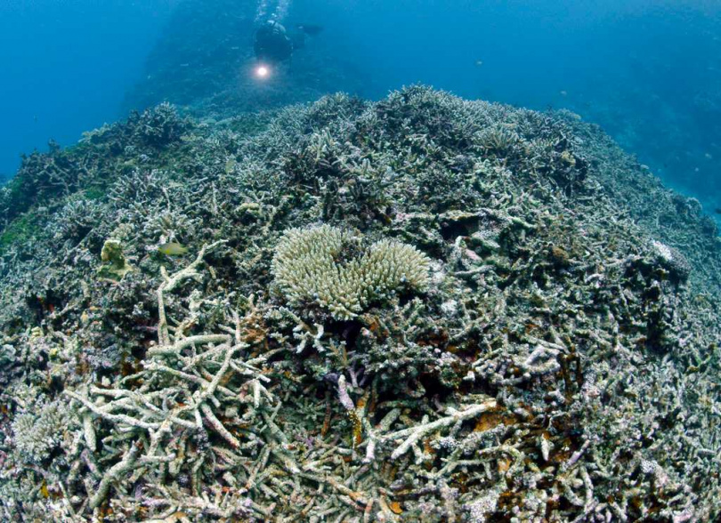 珊瑚年輪記錄海平面變化，協助科學家推估長期地震週期。