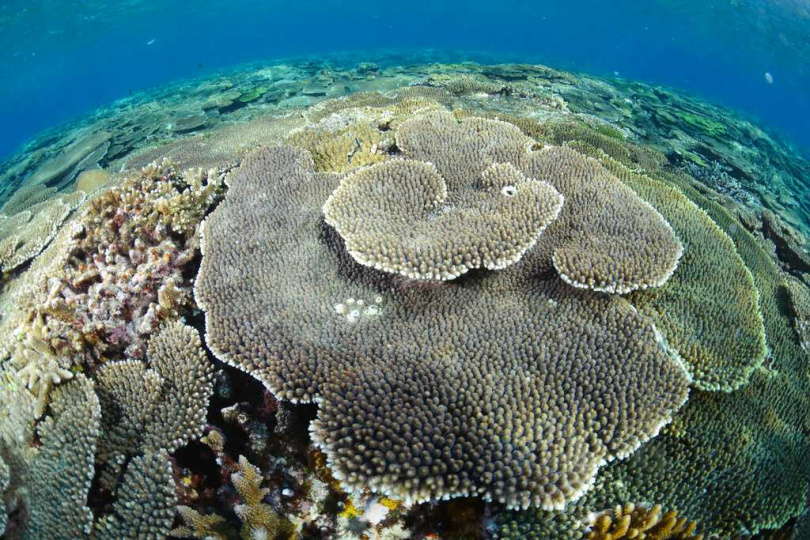 珊瑚年輪揭示長期地震規律，沖繩地區潛藏強震風險。