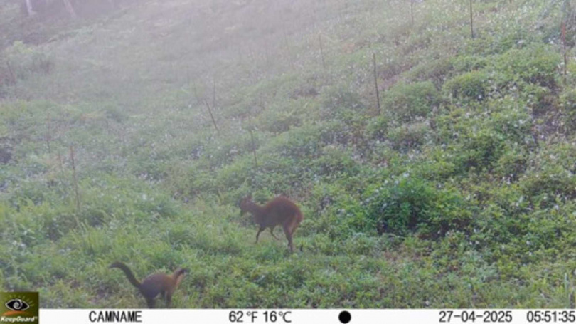 黃喉貂狩獵山羌。(圖片提供／信義房屋)