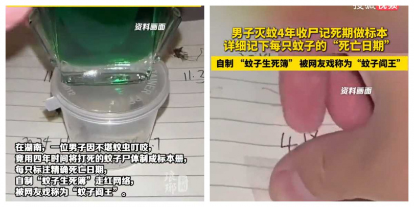 男子把蚊子屍體整齊排列黏貼保存,超狂「戰績冊」曝光後笑翻大批網友。(圖/翻攝自搜狐視頻)