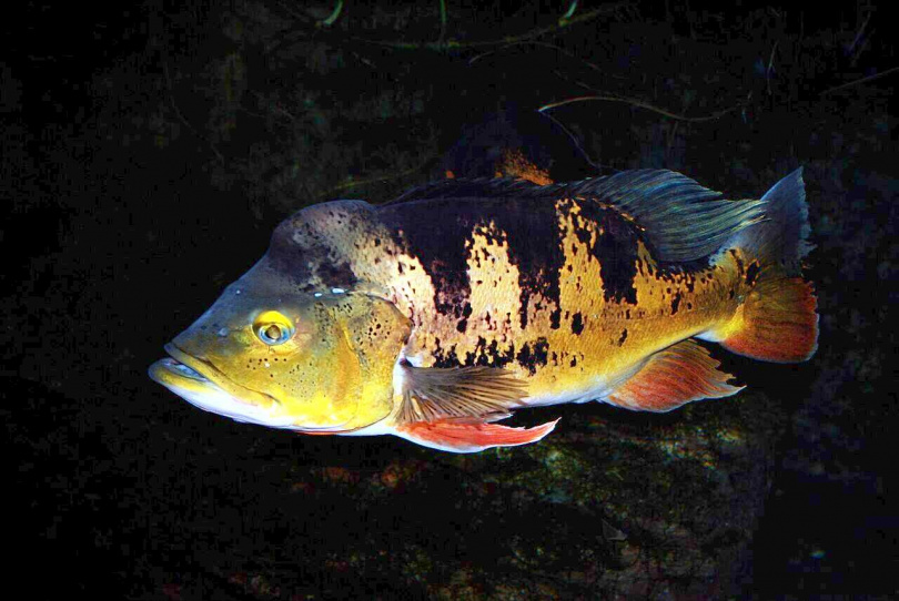眼點麗魚(Cichla ocellaris,又稱「皇冠三間」)。(圖/翻攝自維基百科)