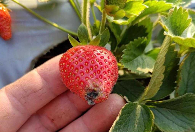 國姓草莓受災減產，獲農業部納入農業天然災害救助項目。（圖／立委馬文君提供）