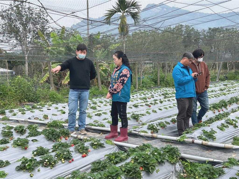國姓草莓受災減產五成以上，國姓鄉長邱美玲（左2）2月邀台中區農改場專家藍玄錦等人會勘，國姓草莓獲現金救助，即日起至24日可向公所提出申請。（圖／立委馬文君提供）