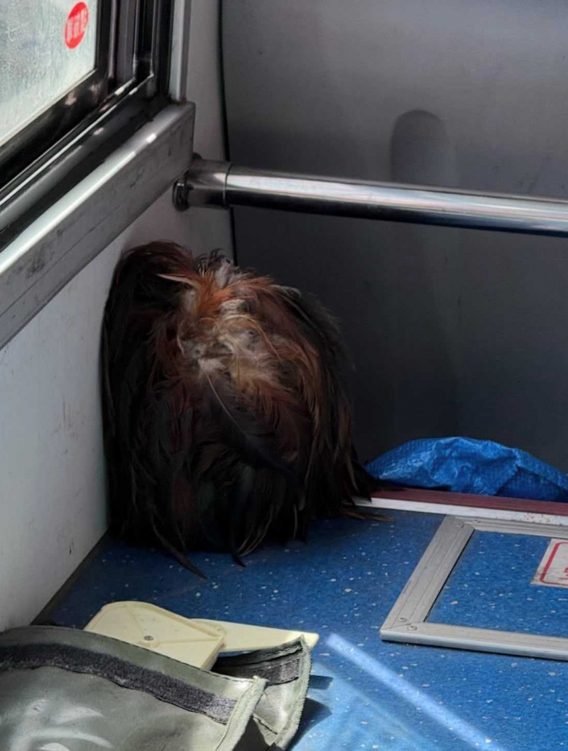 原PO放大看才發現是雞毛撢子。(圖/爆廢公社公開版)