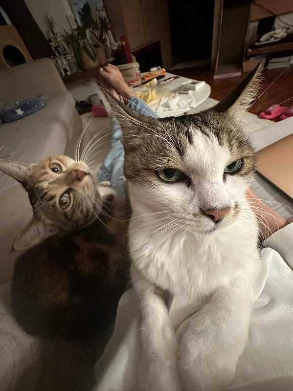 家中有兩隻貓咪minni（右）、manba，讓莫允雯直呼幸福。（圖／齊心娛樂提供）