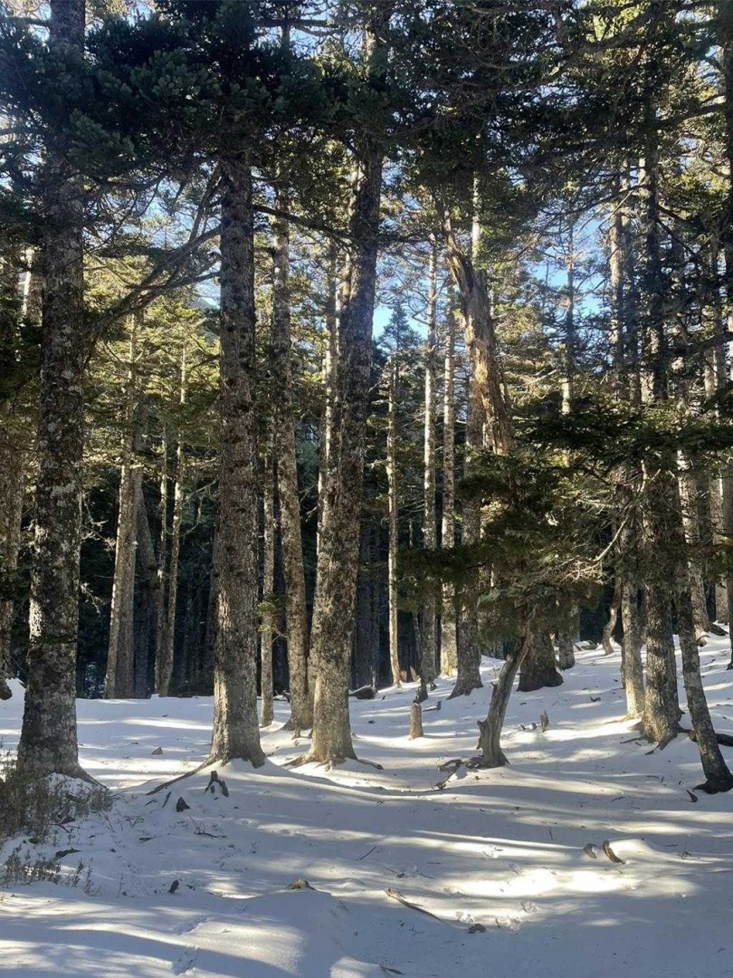 雪霸國家公園再度披上銀白外衣，近期寒流來襲，雪山地區持續降雪，積雪厚度不斷增加。（圖／李孟樵先生提供）