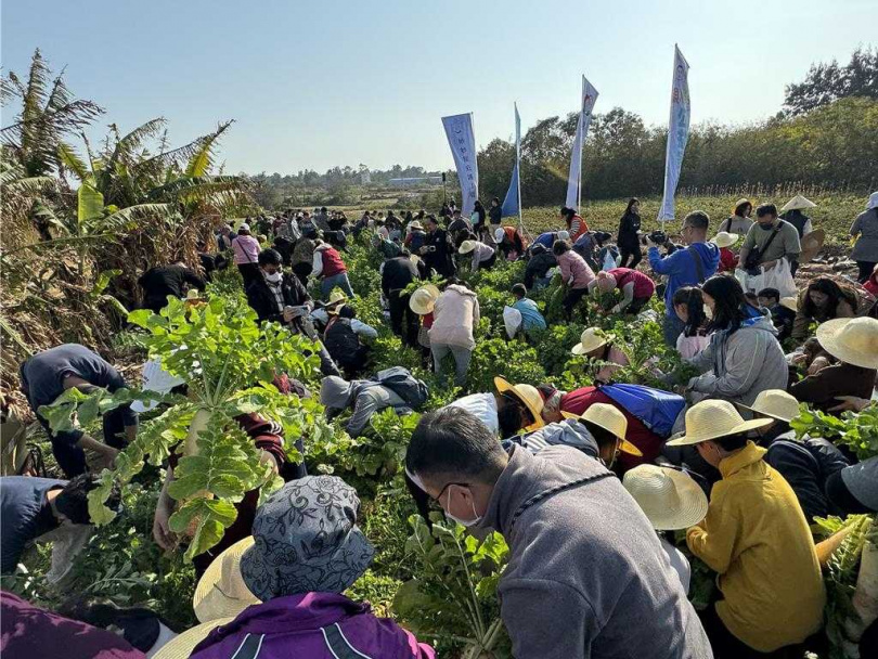 「追源頭‧拔菜頭」公益家庭日活動哨音一起，田裡的4000多顆肥美大蘿蔔不到3分鐘就被瞬間拔光。（圖／中國時報于家麒攝）