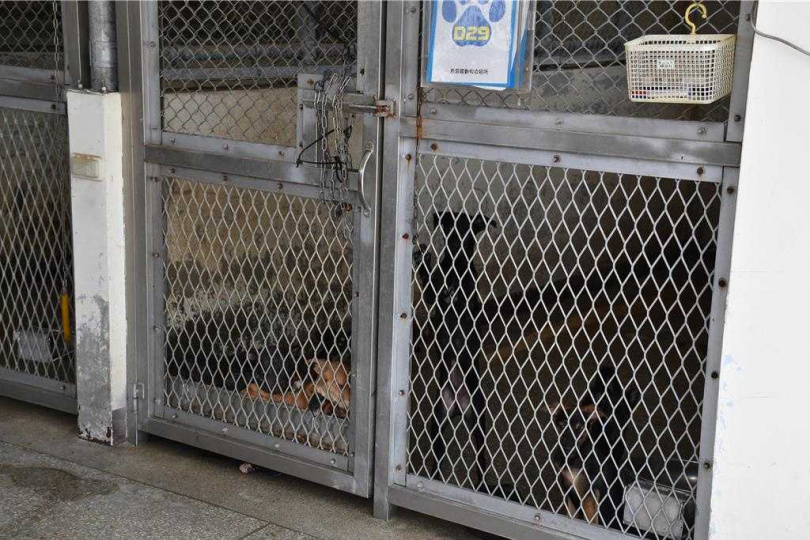 縣府動保園區內收容所收容遊蕩犬貓已瀕收容上限。（圖／中國時報謝明俊攝）