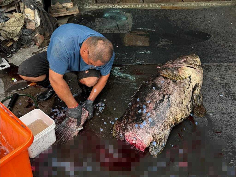 馮仕學將釣起的大龍膽石斑處理後，分給親友享用。（圖／民眾提供／郭良傑台南傳真）