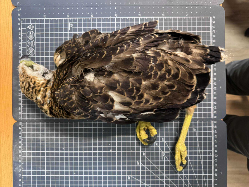 大冠鷲幼鳥「鷲星」於1日確認死亡。（圖／翻攝自臉書，屏科大鳥類生態研究室 NPUST Bird Ecology Lab）