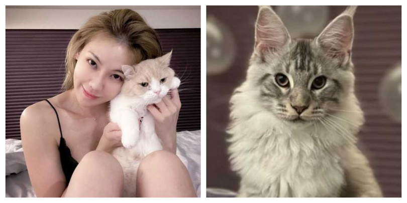 愛貓的劉雨柔曾在社群分享與貓咪的互動畫面,如今成為珍貴回憶。(圖/翻攝自Facebook/劉雨柔)