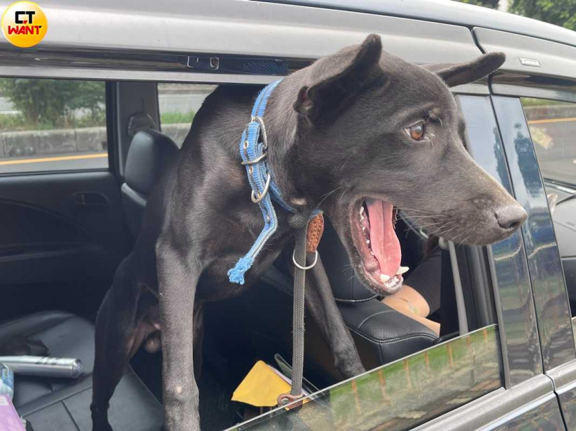 險些變成一鍋狗肉的小黑,被救出後仍不忘對人撒嬌、蹭頭。(圖/本刊攝影組)