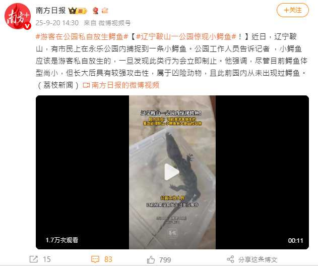 小鱷魚雖然體型迷你，但專家提醒長大後會變危險，亂放生恐釀生態災難。（圖／翻攝自微博， 南方日報 ）