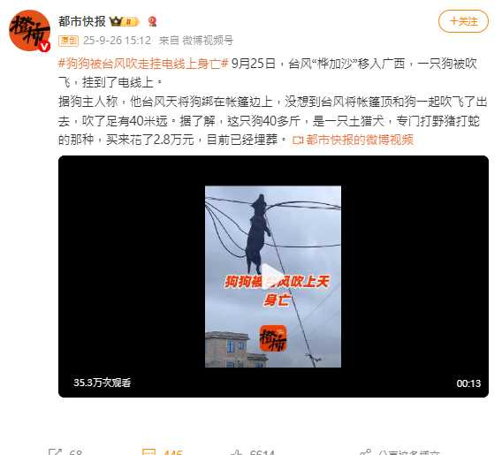 飼主悲痛表示，帳篷四角都有螺絲釘固定，仍被強風吹翻，小狗無辜喪命。（圖／翻攝自微博， 都市快報 ）